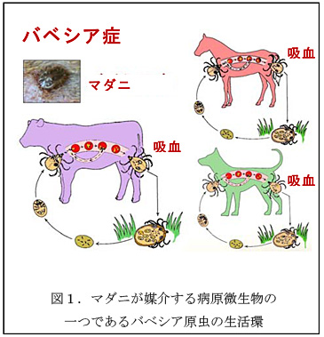 図1.マダニが媒介する病原微生物の一つであるバベシア原虫の生活環