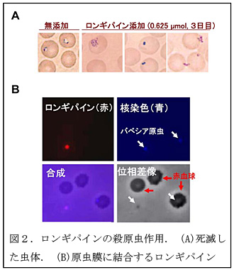 図2.ロンギパインの殺原虫作用.(A)死滅した虫体.(B)原虫膜に結合するロンギパイン