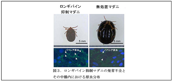 図3.ロンギパイン抑制マダニの発育不全とその中腸内における原虫分布