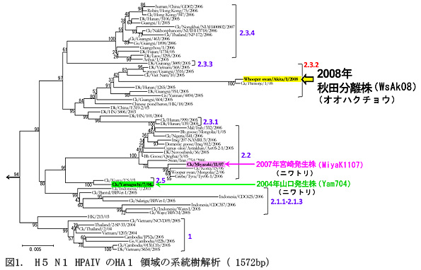 図1.H5N1HPAIVのHA1領域の系統樹解析(1572bp)