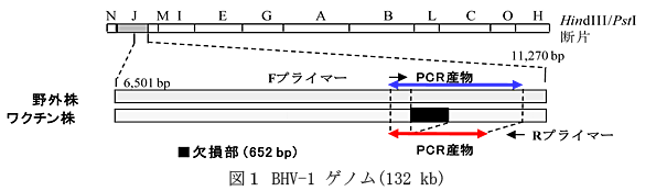 図1 BHV-1ゲノム (132 kb)