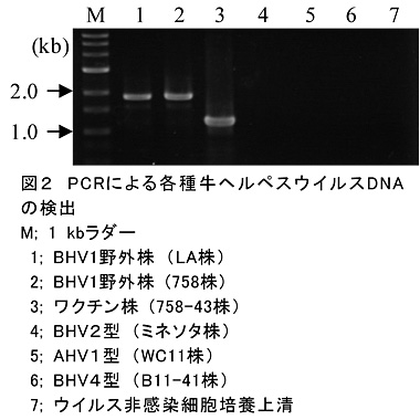 図2 PCRによる各種牛ヘルペスウイルスDNAの検出