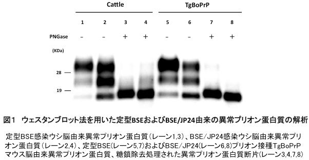 図1 ウェスタンブロット法を用いた定型BSEおよびBSE/JP24由来の異常プリオン蛋白質の解析