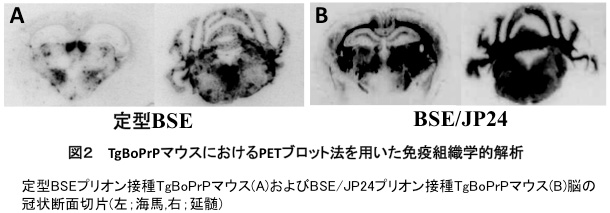 図2 TgBoPrPマウスにおけるPETブロット法を用いた免疫組織学的解析