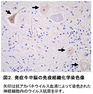 図2.発症牛中脳の免疫組織化学染色像