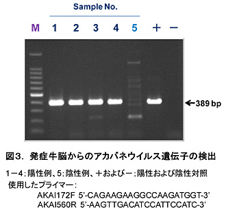 図3. 発症牛脳からのアカバネウイルス遺伝子の検出