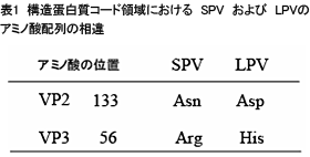 表1 構造蛋白質コード領域における SPV および LPVのアミノ酸配列の相違