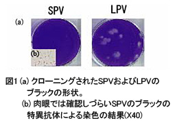 図1 (a)クローニングされたSPVおよびLPVのブラックの形状。(b)肉眼では確認しづらいSPVのブラックの特異抗体による染色の結果(X40)