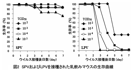 図2 SPVおよびLPVを接種された乳飲みマウスの生存曲線