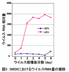 図3 SMSKにおけるウイルスRMA量の推移