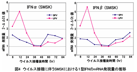 図4 ウイルス接種に伴うSMSKにおける1型IFNのmRNA発現量の推移