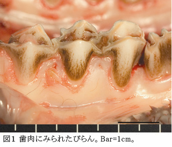 図1 歯肉にみられたびらん。Bar=1cm。