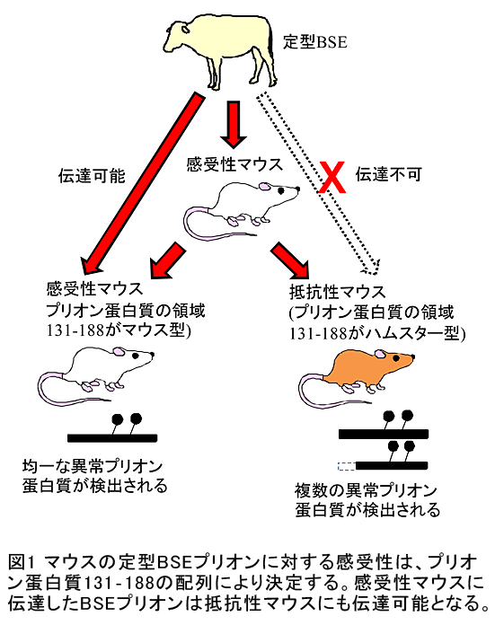 図1 マウスの定型BSEプリオンに対する感受性は、プリオン蛋白質131‐188の配列により決定する。感受性マウスに伝達したBSEプリオンは抵抗性マウスにも伝達可能となる。