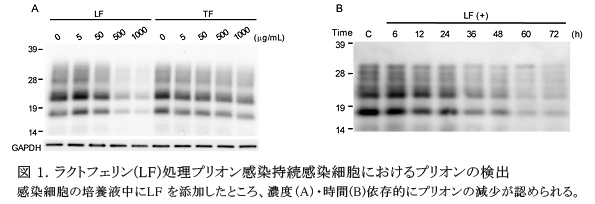 図 1. ラクトフェリン(LF)処理プリオン感染持続感染細胞におけるプリオンの検出