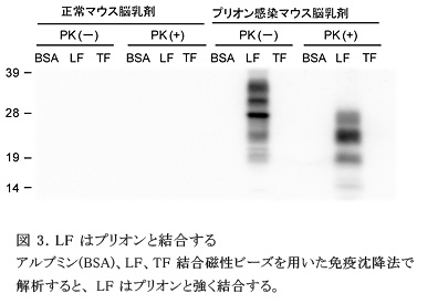 図3.LF はプリオンと結合する