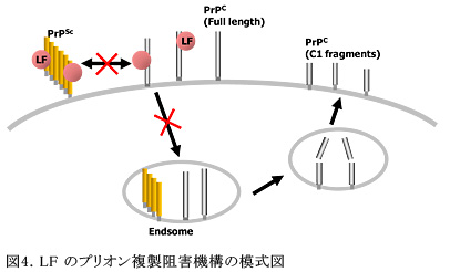 図4.LF のプリオン複製阻害機構の模式図