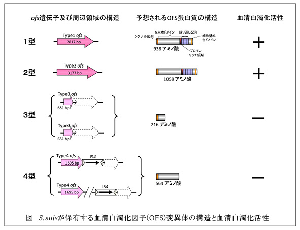 図 S.suisが保有する血清白濁化因子(OFS)変異体の構造と血清白濁化活性