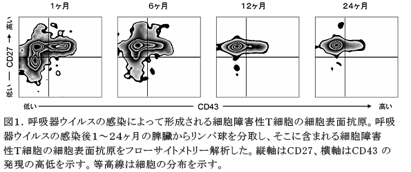 図1.呼吸器ウイルスの感染によって形成される細胞障害性T細胞の細胞表面抗原。呼吸器ウイルスの感染後1～24ヶ月の脾臓からリンパ球を分取し、そこに含まれる細胞障害性T細胞の細胞表面抗原をフローサイトメトリー解析した。縦軸はCD27、横軸はCD43の発現の高低を示す。等高線は細胞の分布を示す。