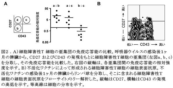 図2.A)細胞障害性T細胞の亜集団の免疫応答能の比較。呼吸器ウイルスの感染後1ヶ月の脾臓から、CD27およびCD43の発現をもとに細胞障害性T細胞の亜集団(左図a、b、c)を分取し、その免疫応答能を比較した。右図の縦軸は、各亜集団間の免疫応答能の相対強度を示す。B)不活化ワクチンによって形成される細胞障害性T細胞の細胞表面抗原。不活化ワクチンの感染後1ヶ月の脾臓からリンパ球を分取し、そこに含まれる細胞障害性T細胞の細胞表面抗原をフローサイトメトリー解析した。縦軸はCD27、横軸はCD43の発現の高低を示す。等高線は細胞の分布を示す。