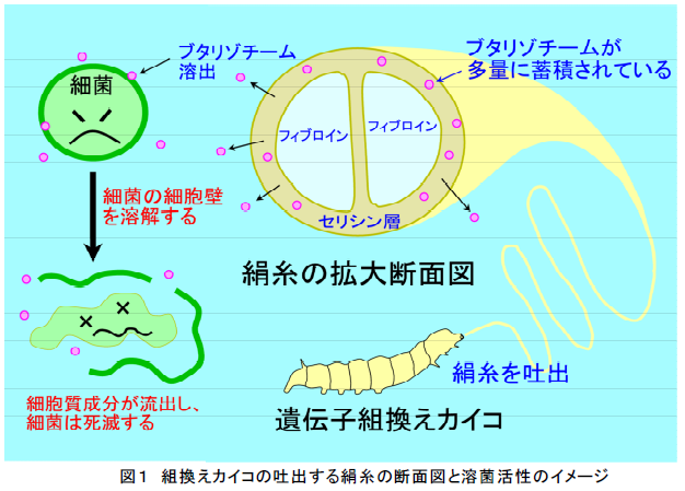 組換えカイコの吐出する絹糸の断面図と溶菌活性のイメージ