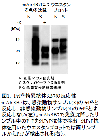 PrPSc特異抗体3B7の反応性