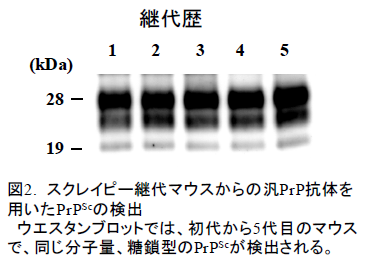 スクレイピー継代マウスからの汎PrP抗体を 用いたPrPScの検出