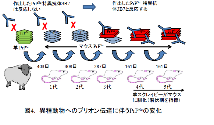 異種動物へのプリオン伝達に伴うPrPScの変化