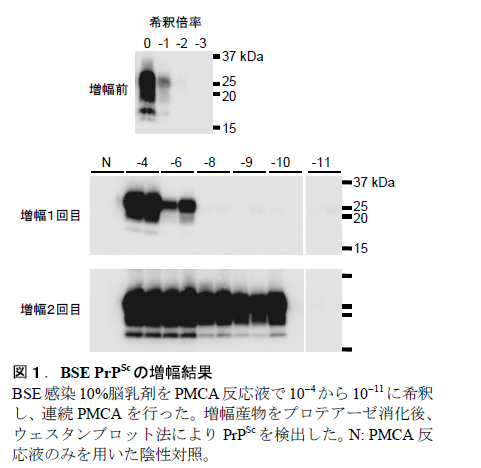 BSE PrPSc の増幅結果