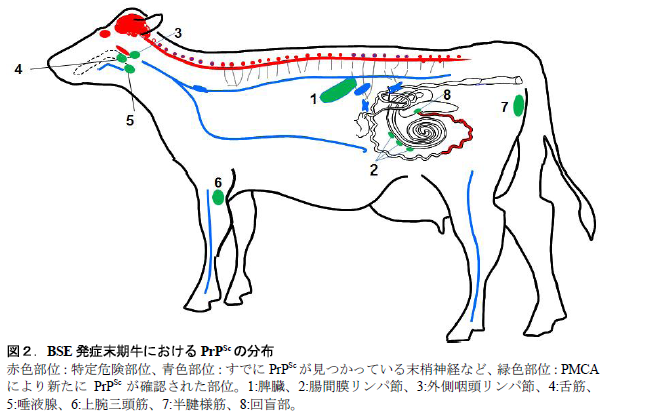 BSE 発症末期牛におけるPrPSc の分布