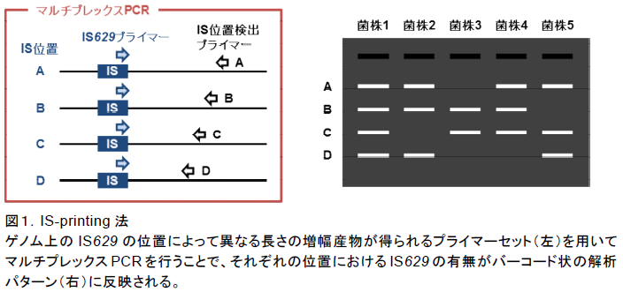 IS-printing 法