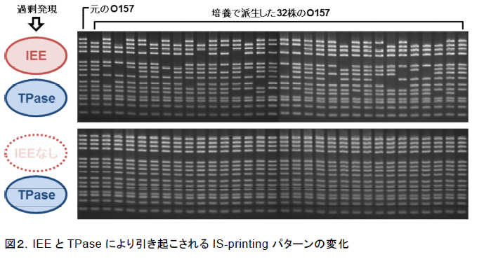 IEE とTPase により引き起こされるIS-printing パターンの変化