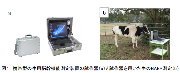 携帯型の牛用脳幹機能測定装置の試作器(a)と試作器を用いた牛のBAEP測定(b)