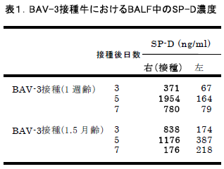 BAV-3接種牛におけるBALF中のSP-D濃度