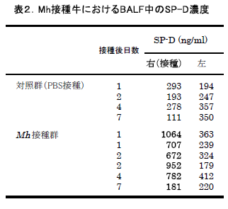 Mh接種牛におけるBALF中のSP-D濃度