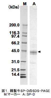 精製牛SP-DのSDS-PAGE M:マーカーA:SP-D
