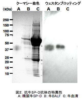 抗牛SP-D抗体の特異性 A: 精製牛SP-D B: 牛BALF C: 牛血清