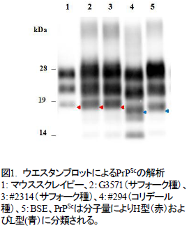 ウエスタンブロットによるPrPScの解析