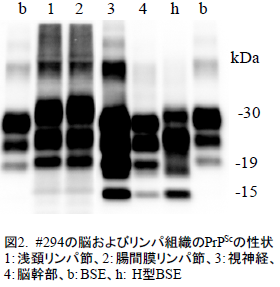 #294の脳およびリンパ組織のPrPScの性状