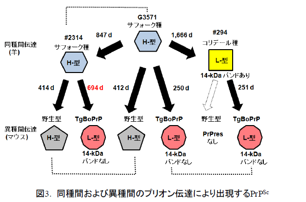 同種間および異種間のプリオン伝達により出現するPrPSc