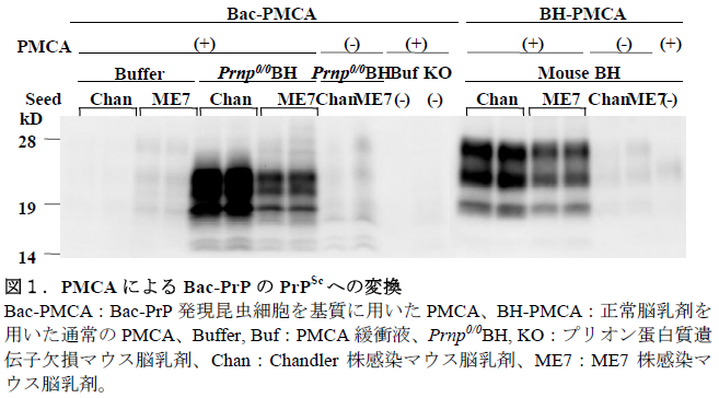 PMCA によるBac-PrP のPrPSc への変換