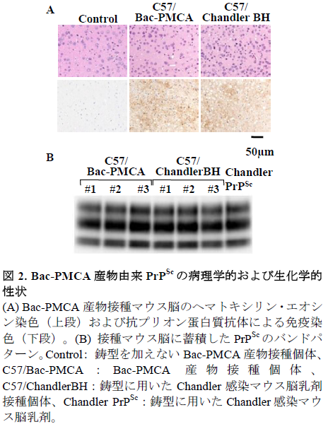 Bac-PMCA 産物由来PrPSc の病理学的および生化学的 性状