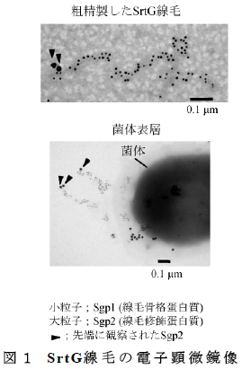 SrtG線毛の電子顕微鏡像
