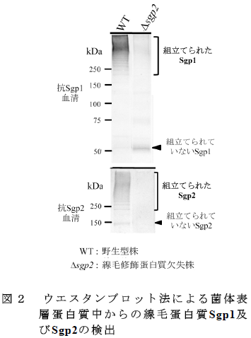 ウエスタンブロット法による菌体表 層蛋白質中からの線毛蛋白質Sgp1及 びSgp2の検出