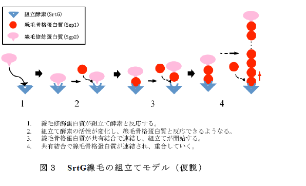 SrtG線毛の組立てモデル