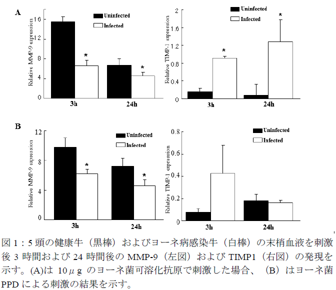 5頭の健康牛(黒棒)およびヨーネ病感染牛(白棒)の末梢血液を刺激後3時間および24時間後のMMP-9(左図)およびTIMP1(右図)の発現を示す。