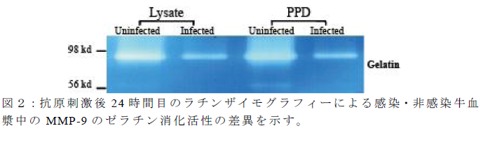 抗原刺激後24 時間目のラチンザイモグラフィーによる感染・非感染牛血 漿中のMMP-9 のゼラチン消化活性の差異を示す。
