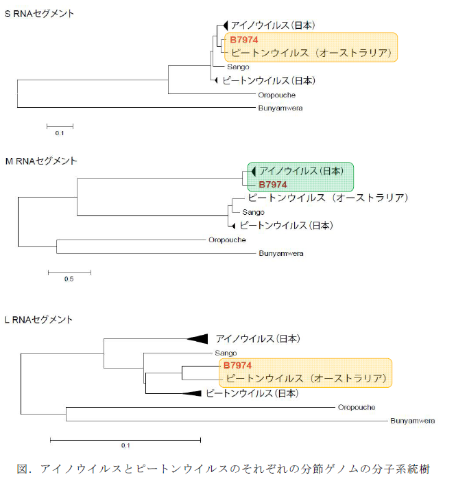 アイノウイルスとピートンウイルスのそれぞれの分節ゲノムの分子系統樹