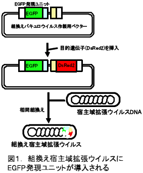 組換え宿主域拡張ウイルスに EGFP発現ユニットが導入される