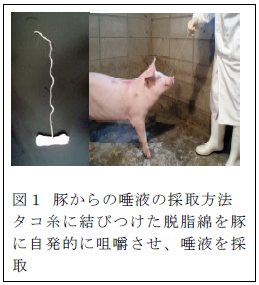 豚からの唾液の採取方法 タコ糸に結びつけた脱脂綿を豚 に自発的に咀嚼させ、唾液を採 取