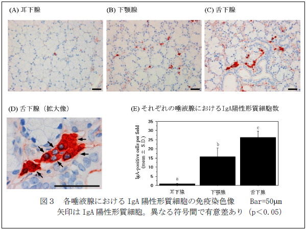 各唾液腺におけるIgA 陽性形質細胞の免疫染色像